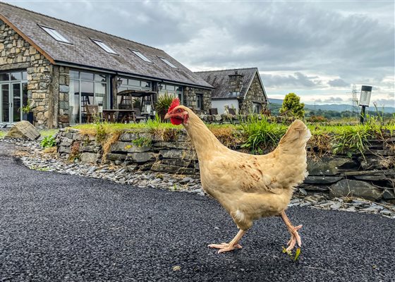 free range chicken roaming around snowdonia holidays tydddyn du farm cottages
